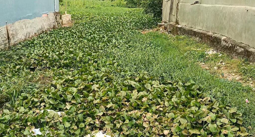 ଆସିକା ବାସୀଙ୍କ ପାଇଁ କାଳ ପାଲଟିଛି ଟିପିସର ନାଳ : ଜାଣି ଅଜଣା ପ୍ରଶାସନ