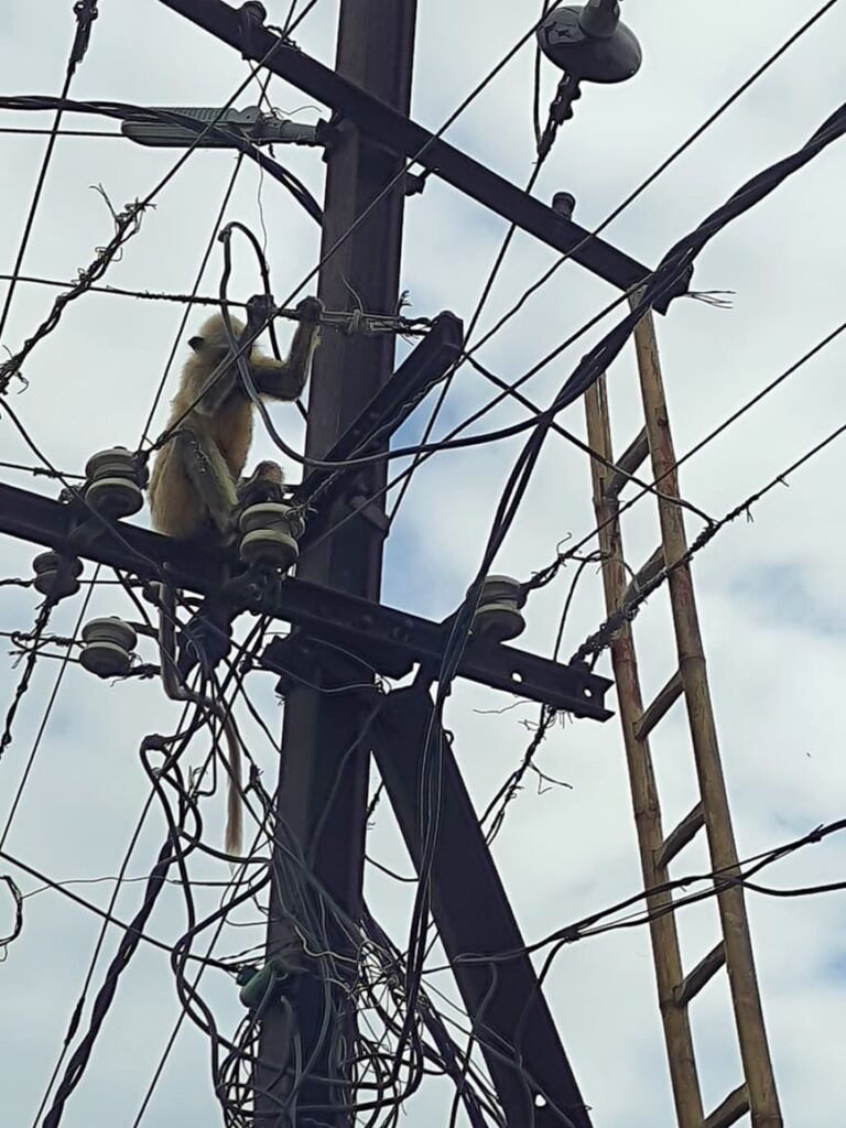 ବିଦୁତ୍ ତାର ସଂସପର୍ଶରେ ଆସି ମାଙ୍କଡ ଗୁରୁତର
