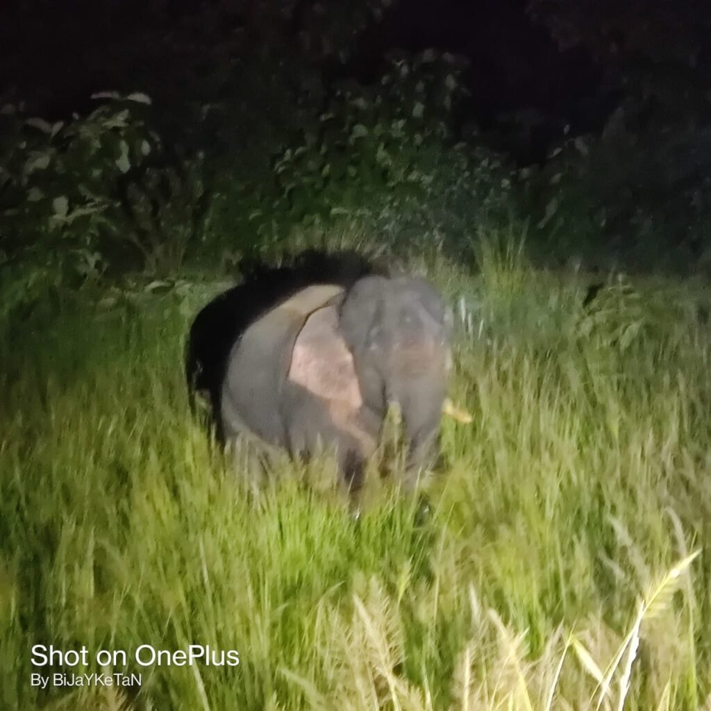 ଦନ୍ତା ହାତୀର ଉପଦ୍ରବ:ଗ୍ରାମବାସୀ ଆତଙ୍କିତ