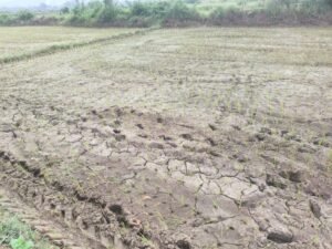 ଆଷାଢ଼ ରେ ଜମି ଫାଟି ଆଁ,ଚିନ୍ତାରେ ଚାଷୀ