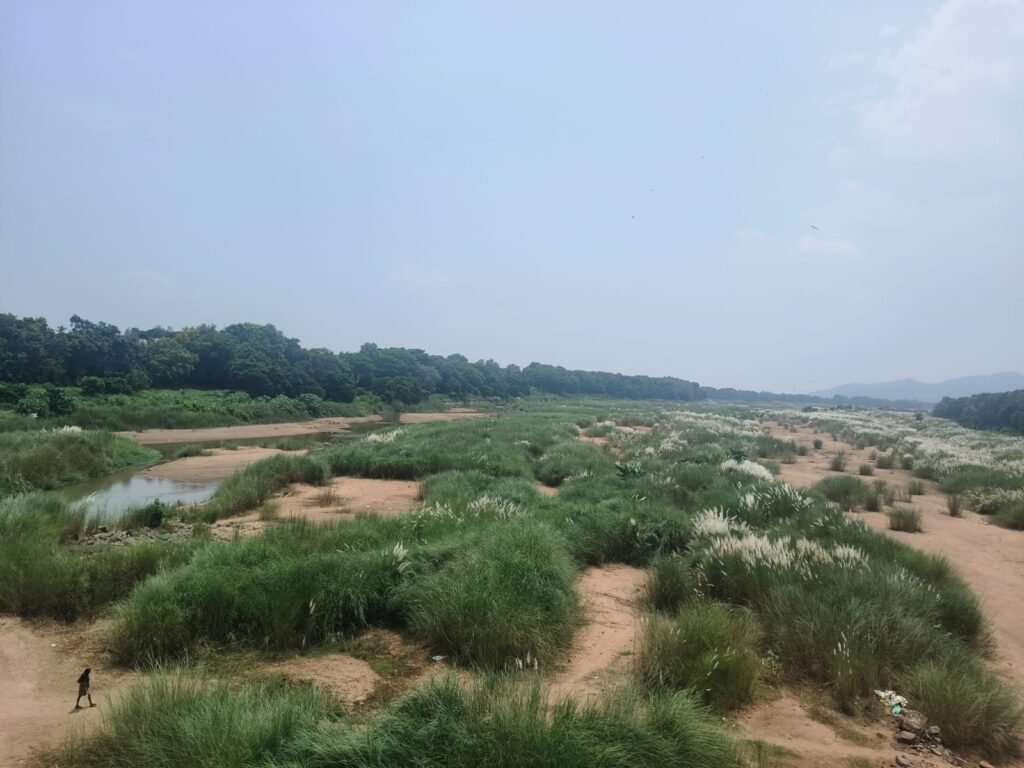 ଋଷିକୁଲ୍ୟା ପାଇଁ ବିପଦ ସାଜିଛି କାଶତଣ୍ଡୀ